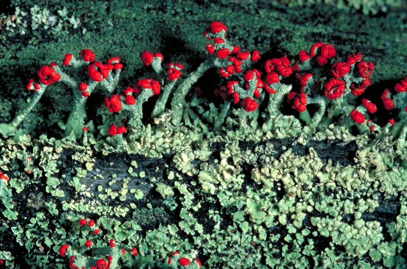 British Soldier Lichen