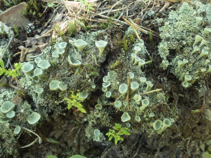 Cup Lichen