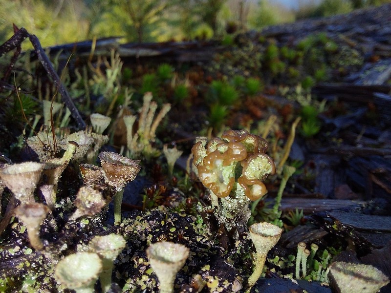 Cup Lichen photo 2