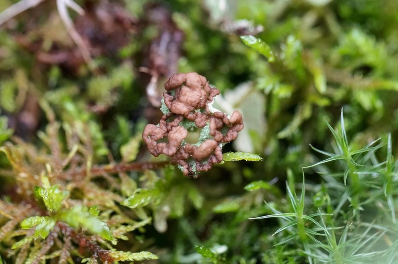 Cup Lichen photo 3