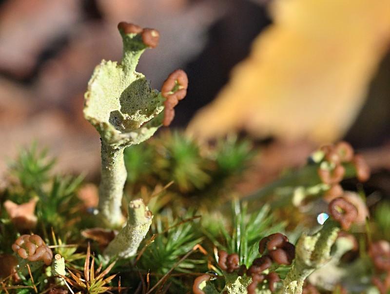 Cup Lichen photo 4