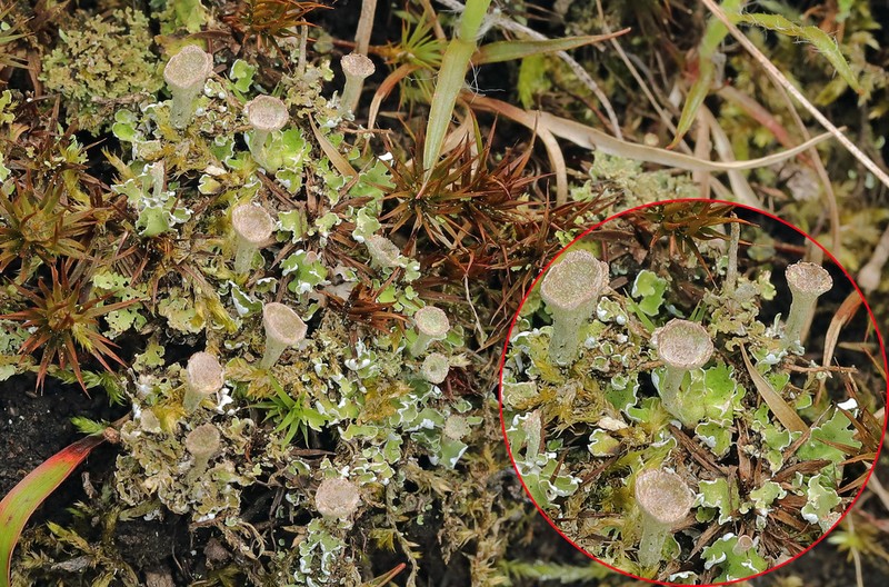 Cup Lichen photo 5