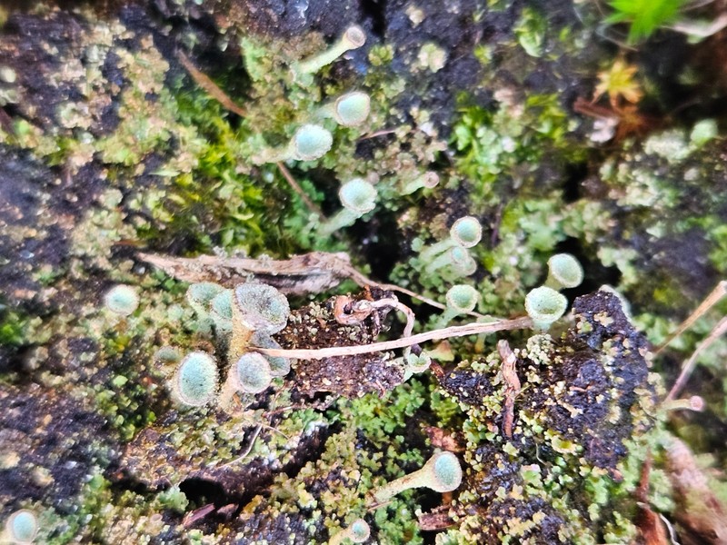 Cup Lichen photo 7
