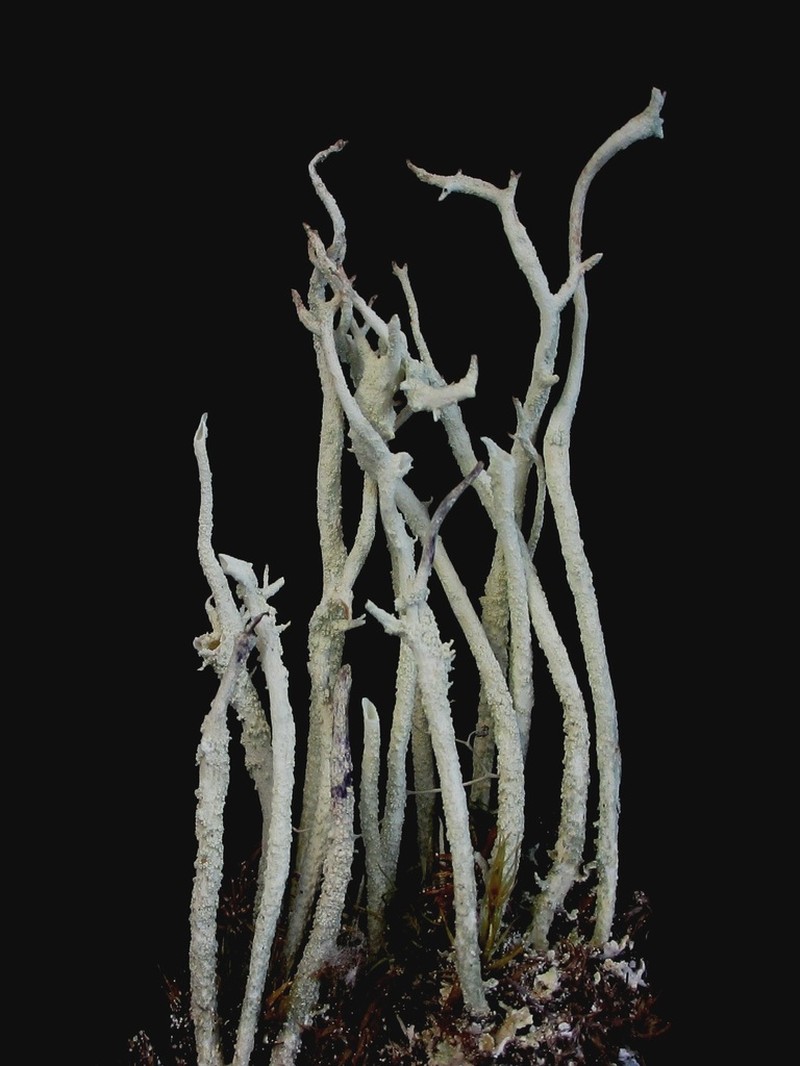 Cup Lichen photo 2