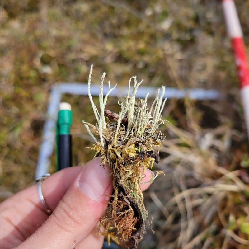 Cup Lichen photo 3