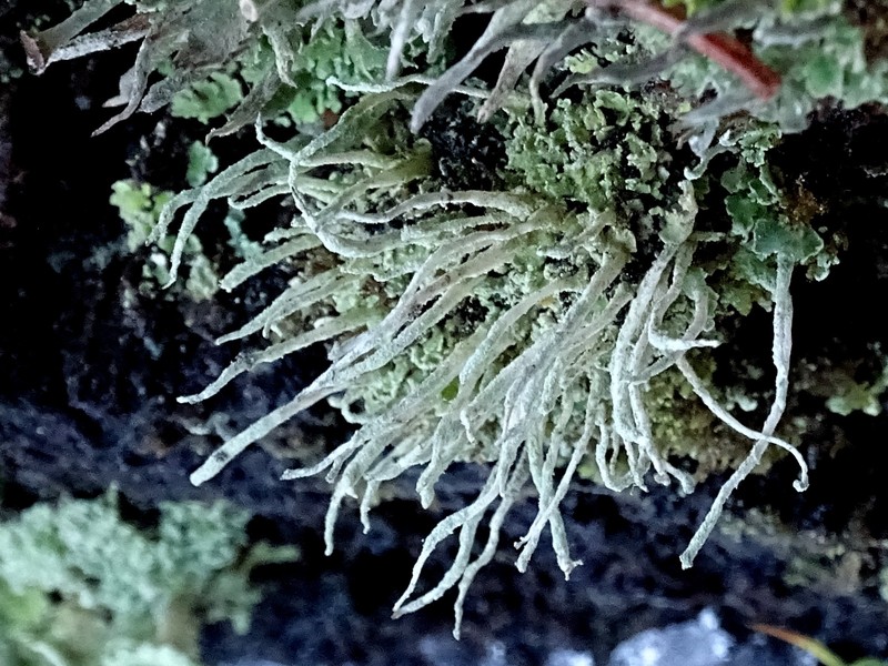 Cup Lichen photo 4
