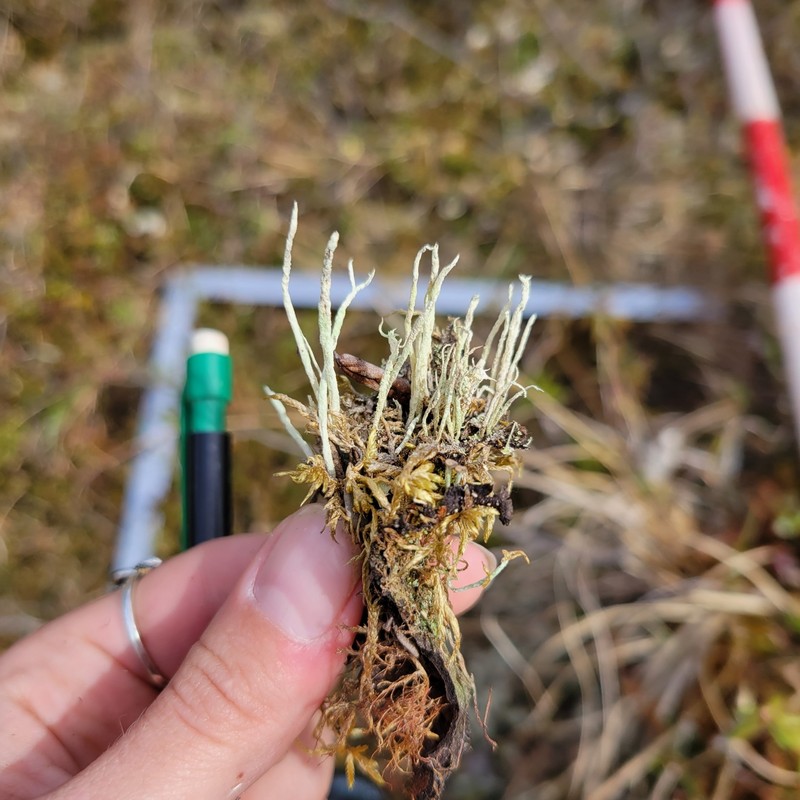 Cup Lichen photo 5
