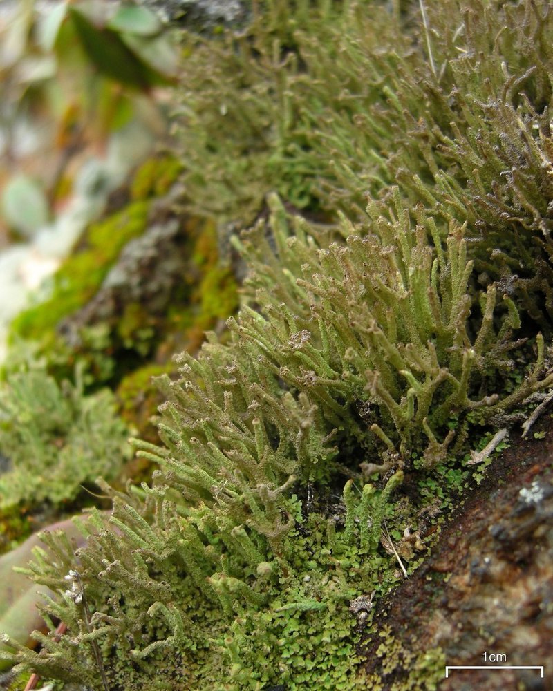 Cylinder Cup Lichen