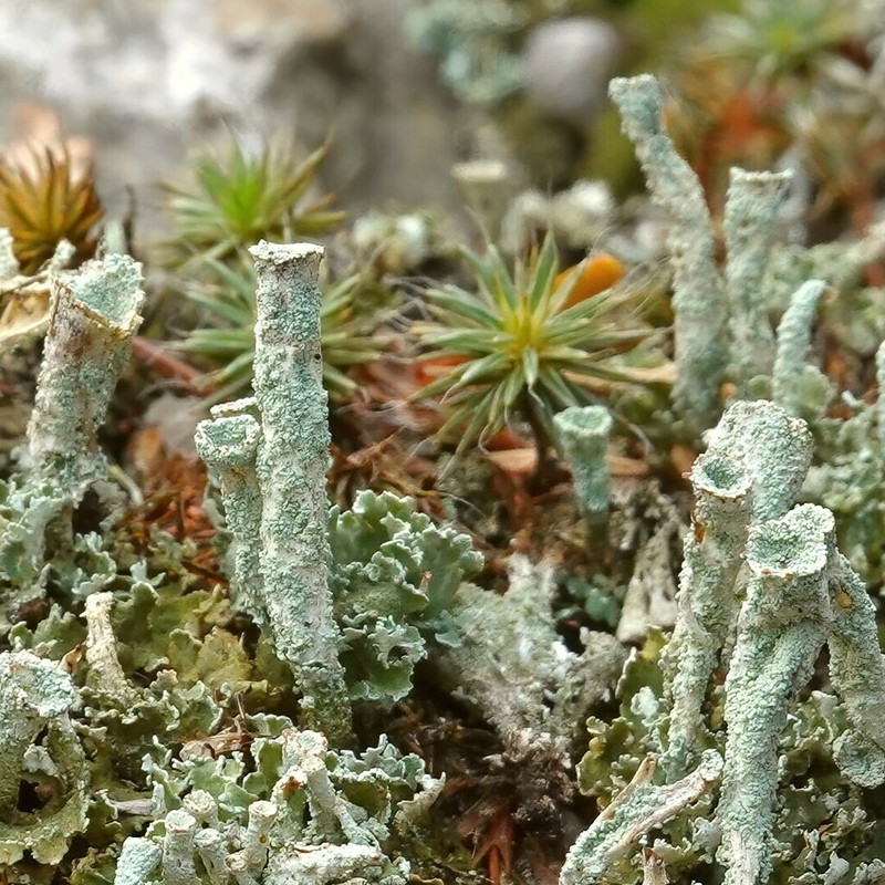Cylinder Cup Lichen