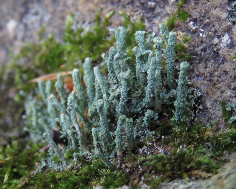 Cylinder Cup Lichen photo 2