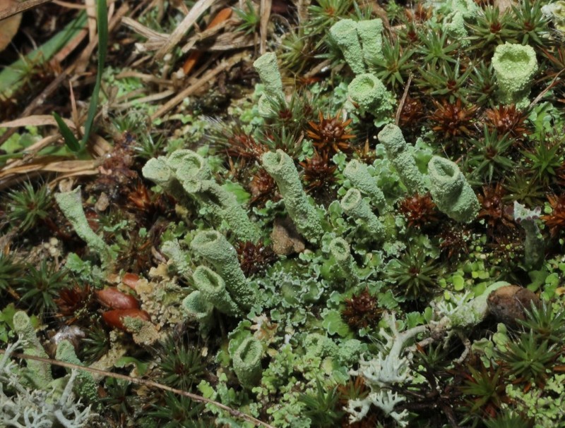 Cylinder Cup Lichen photo 3