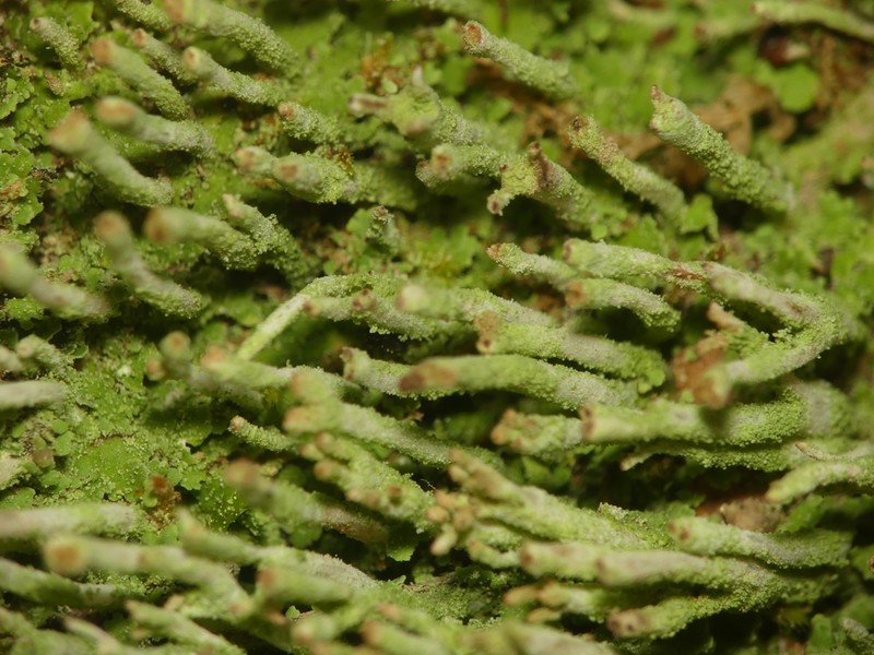Cylinder Cup Lichen photo 4