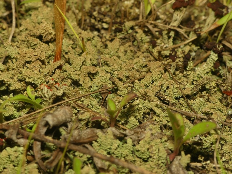 Cylinder Cup Lichen photo 5