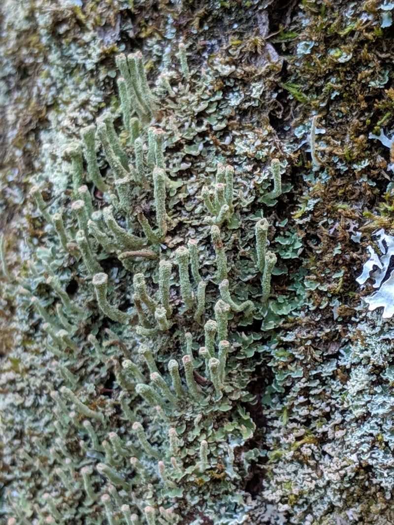 Cylinder Cup Lichen photo 7