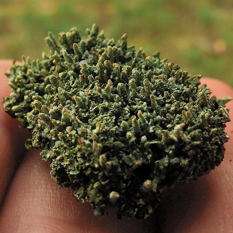 Cylinder Cup Lichen photo 8