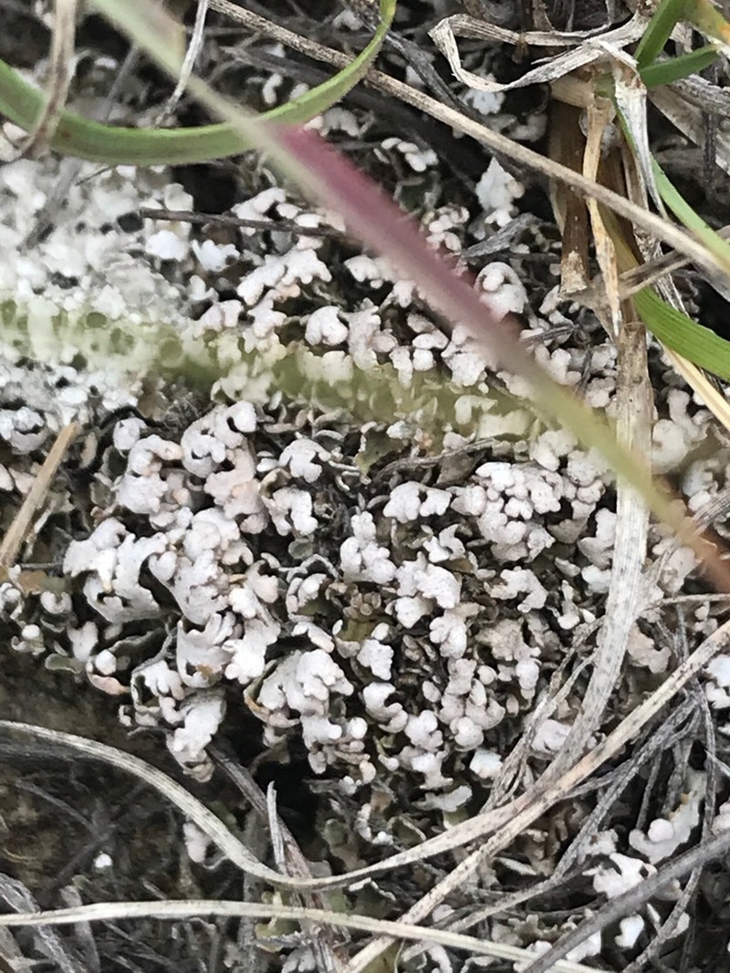 Dahl's Cup Lichen