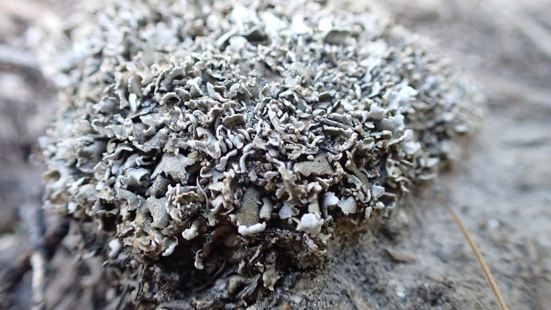 Dahl's Cup Lichen photo 2