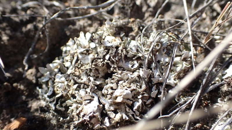 Dahl's Cup Lichen photo 3