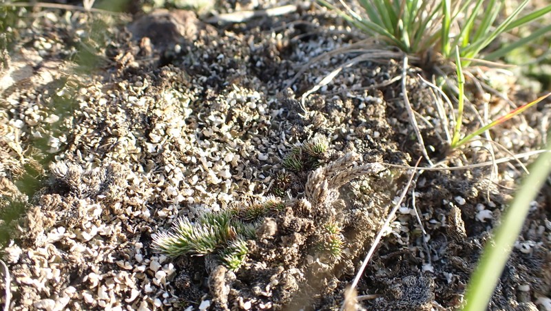 Dahl's Cup Lichen photo 4