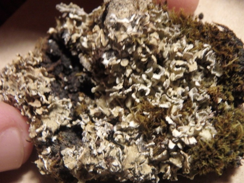 Dahl's Cup Lichen photo 5