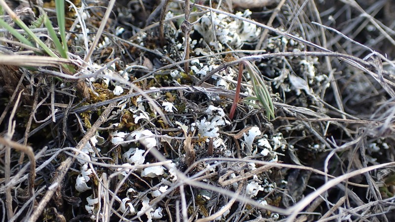 Dahl's Cup Lichen photo 6