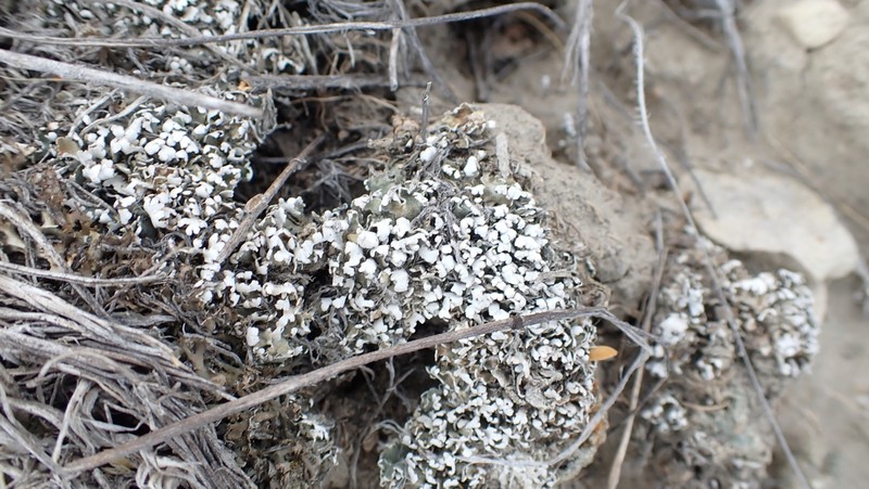 Dahl's Cup Lichen photo 7
