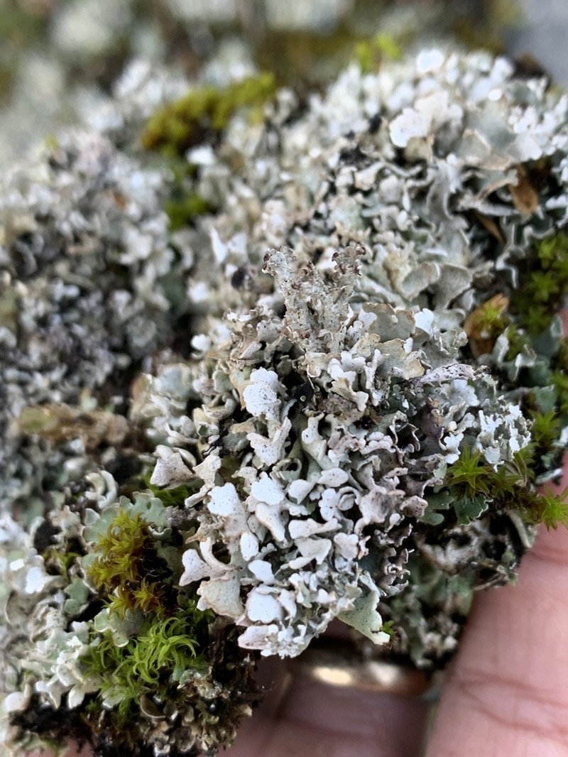 Dahl's Cup Lichen photo 8