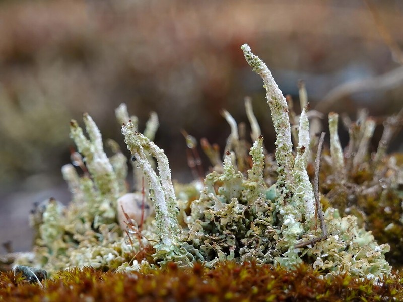 Cup Lichen