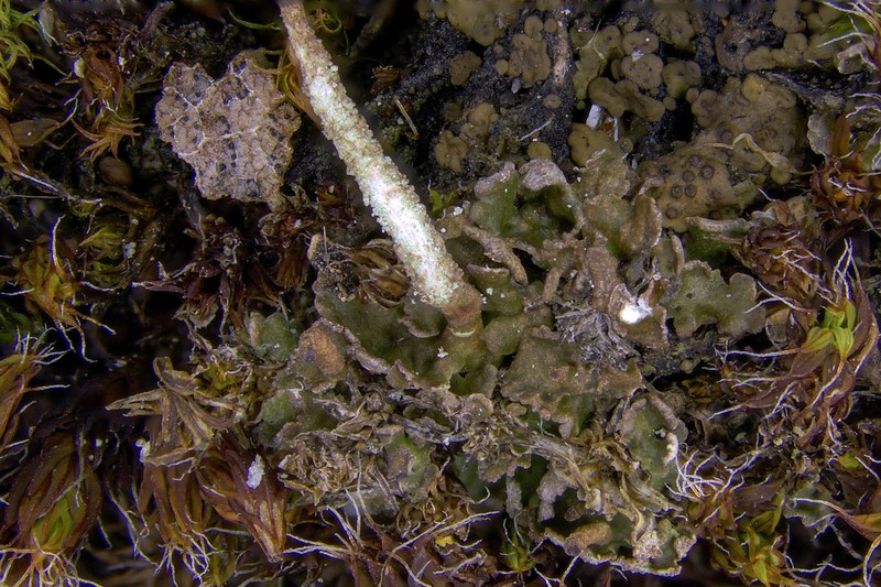 Cup Lichen photo 3