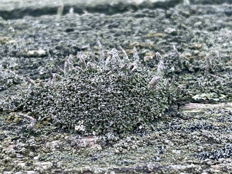 Cup Lichen photo 4