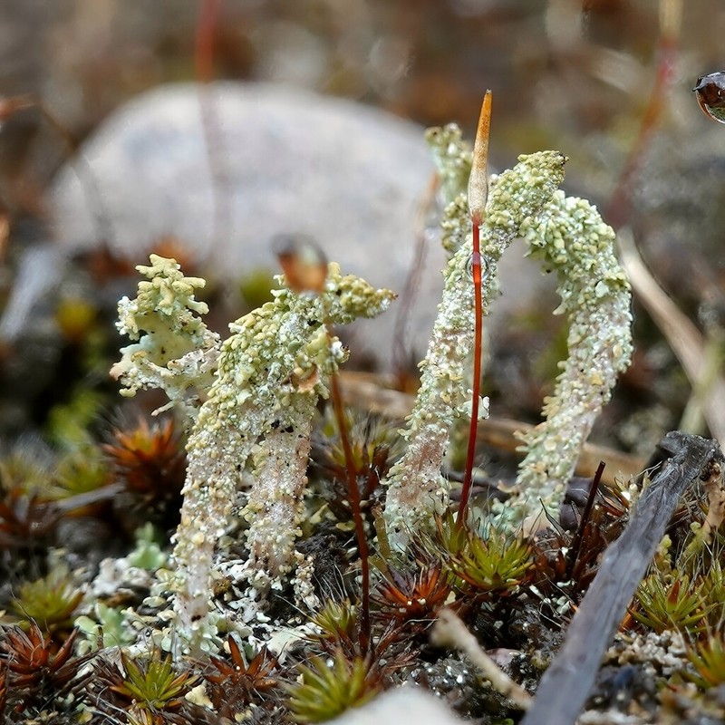 Cup Lichen photo 5