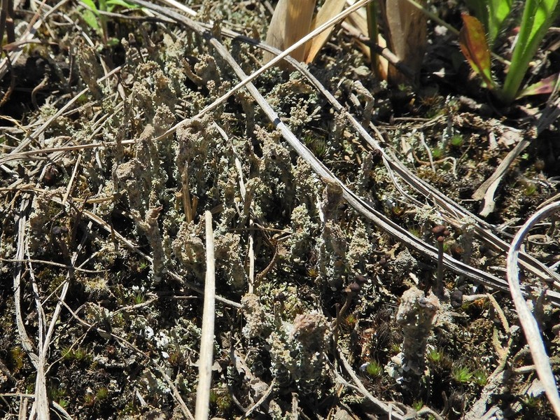 Cup Lichen photo 6