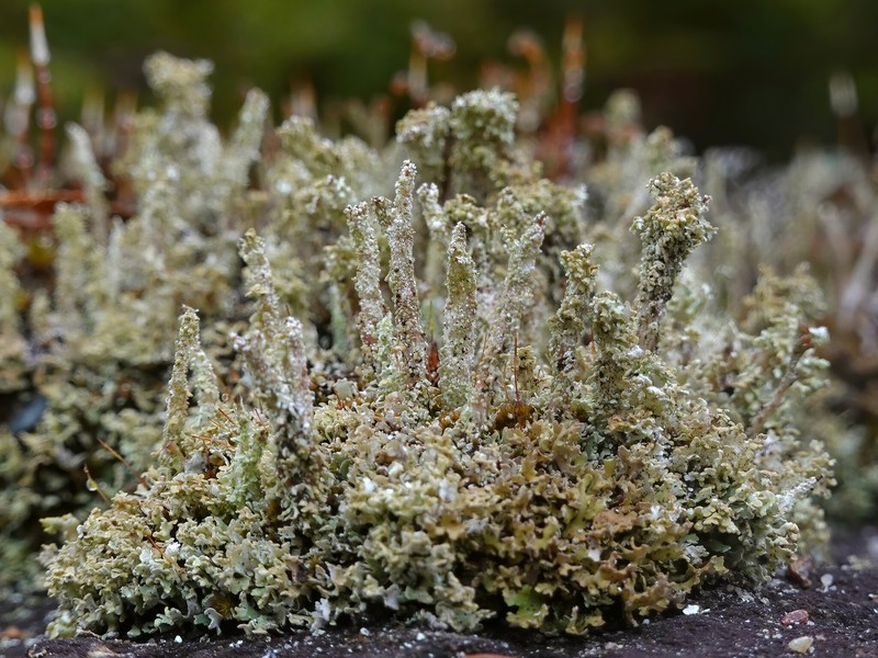 Cup Lichen photo 8