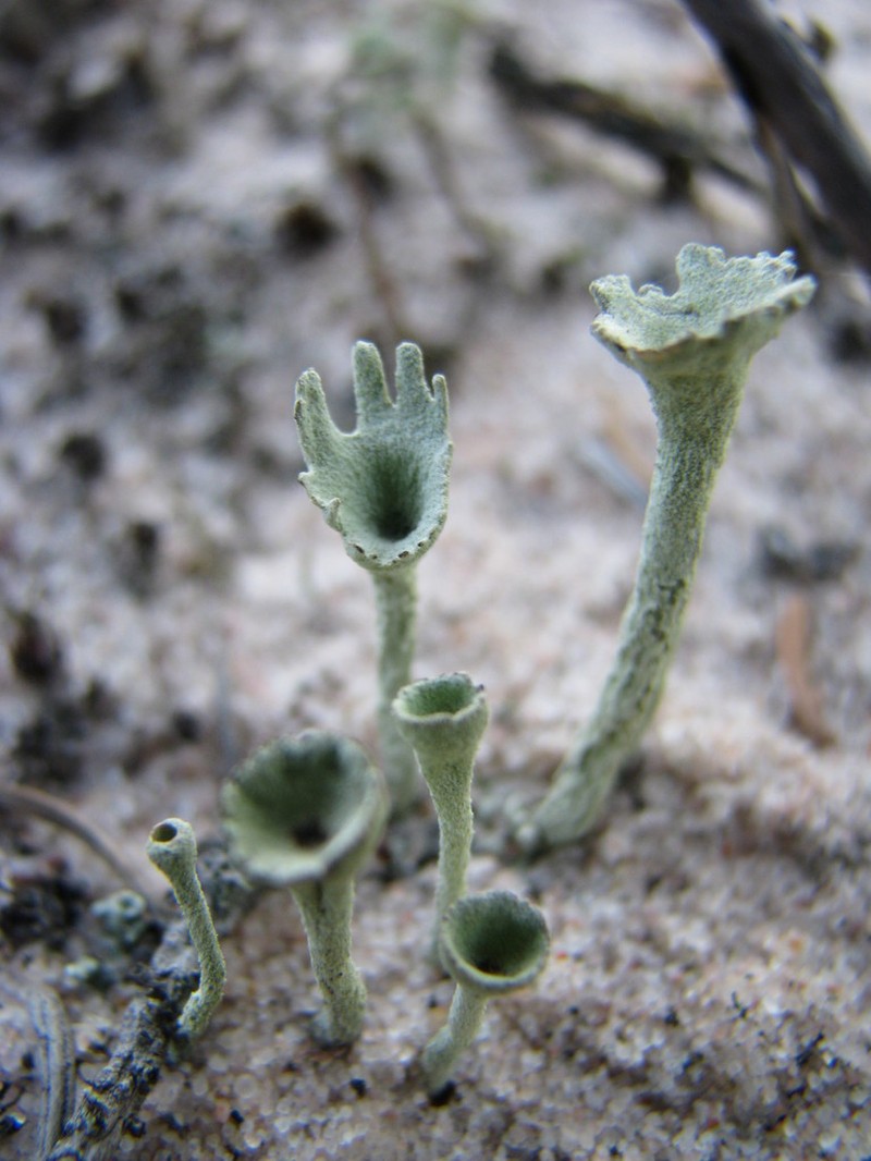 Deformed Cup Lichen