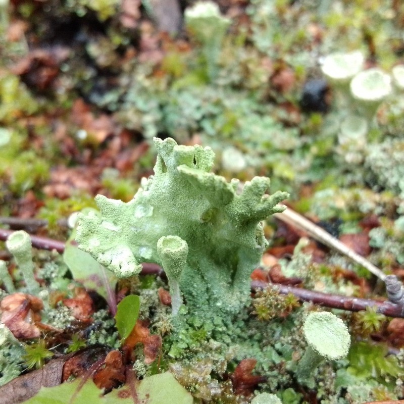 Deformed Cup Lichen photo 2