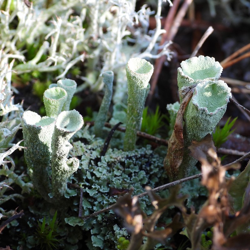 Deformed Cup Lichen photo 3