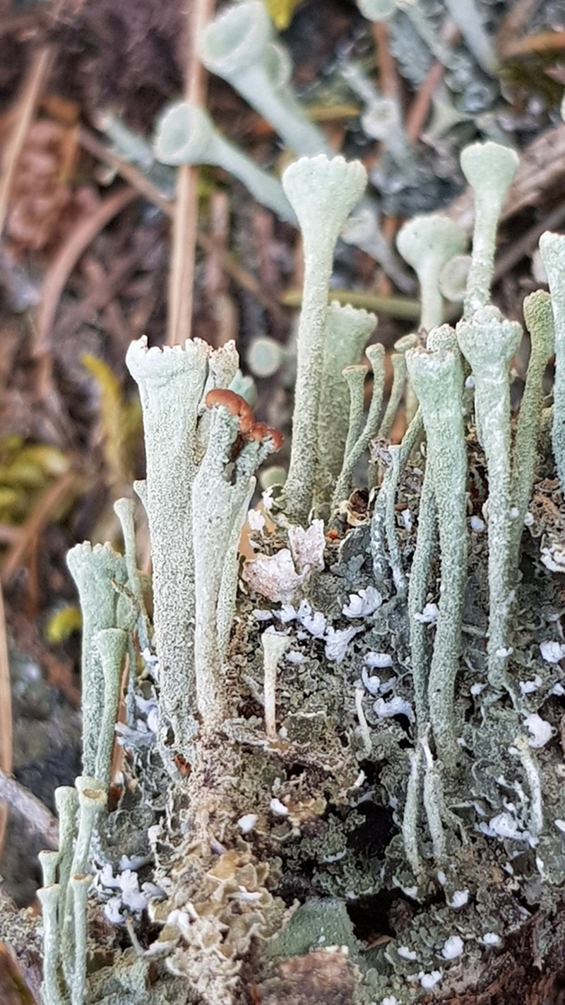 Deformed Cup Lichen photo 4