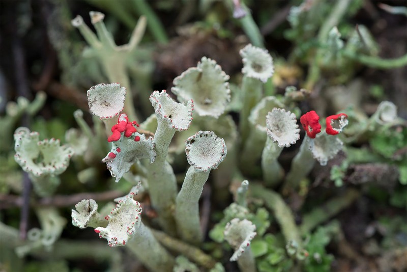 Deformed Cup Lichen photo 5