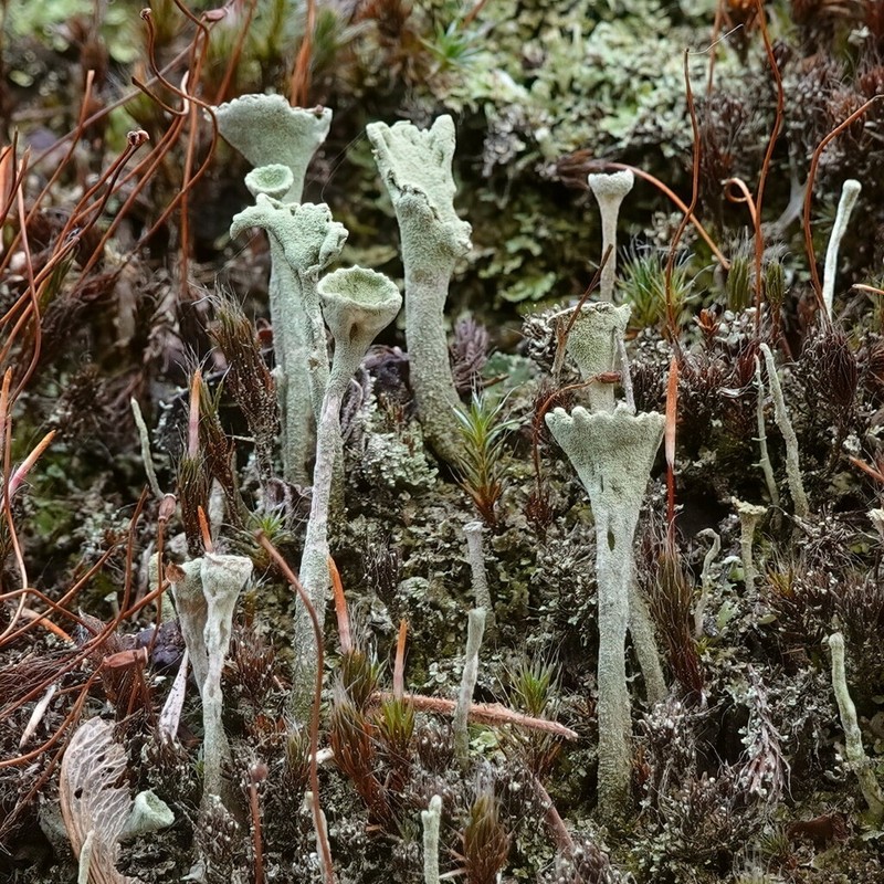 Deformed Cup Lichen photo 6