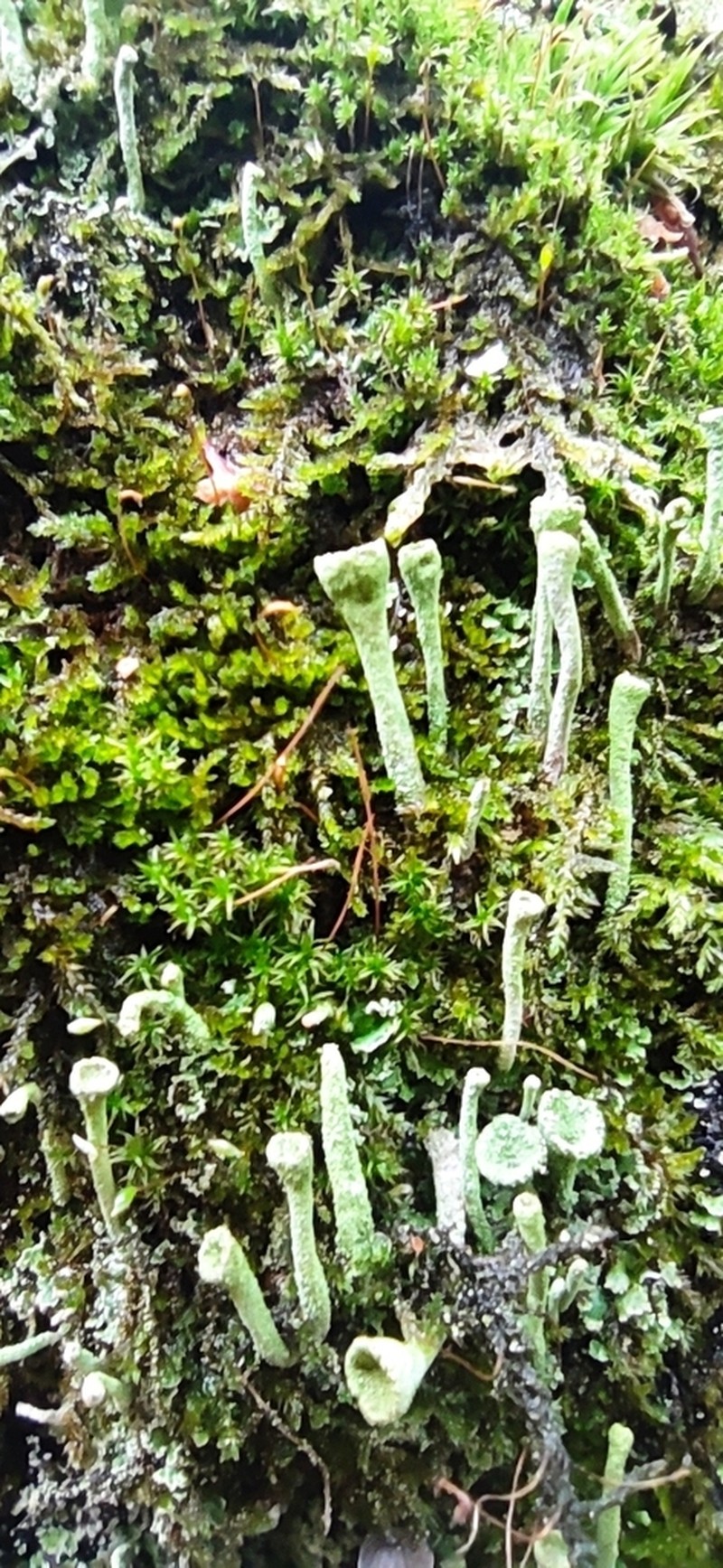 Deformed Cup Lichen photo 7