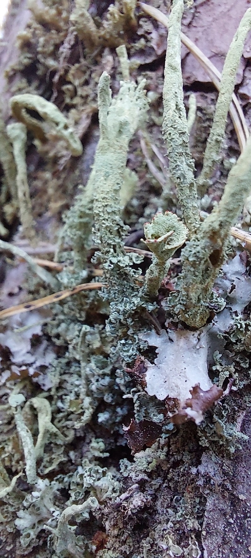 Deformed Cup Lichen photo 8