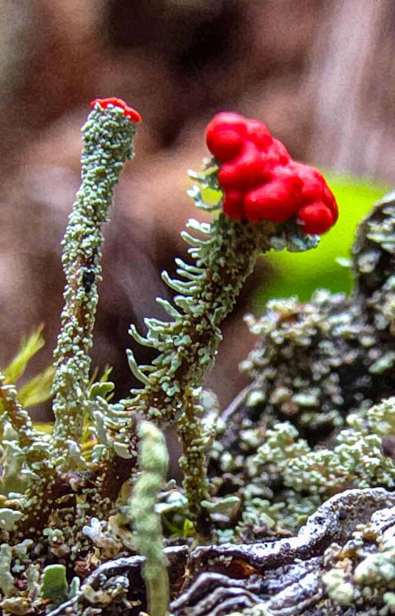 Cup Lichen