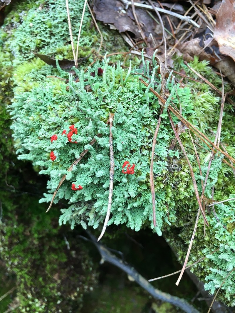 Cup Lichen photo 2