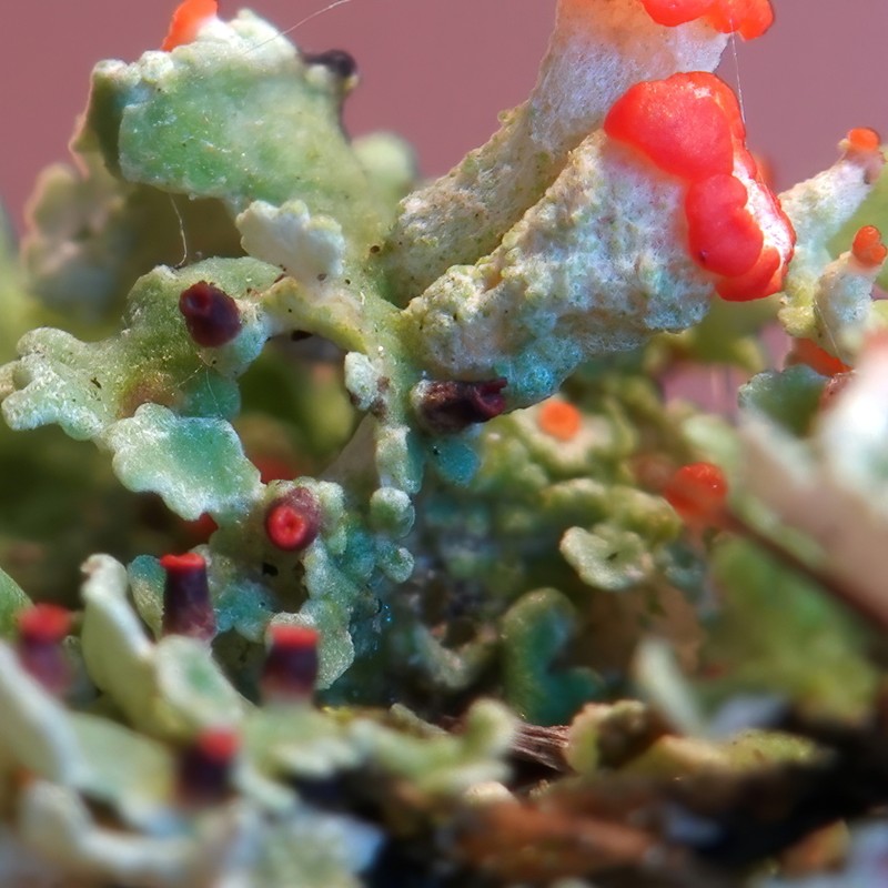 Cup Lichen photo 3
