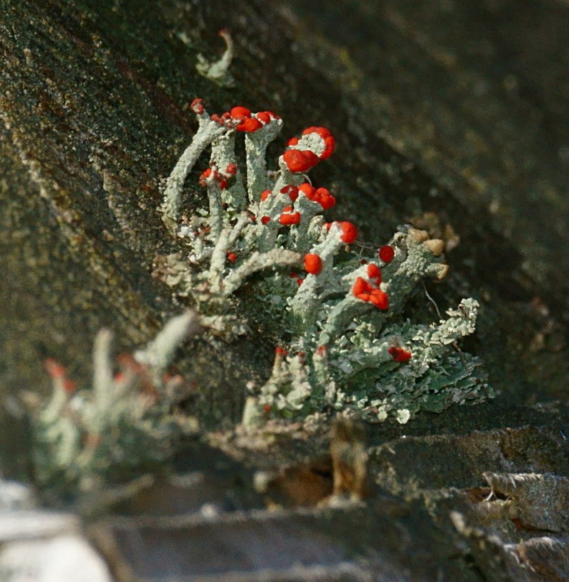 Cup Lichen photo 4