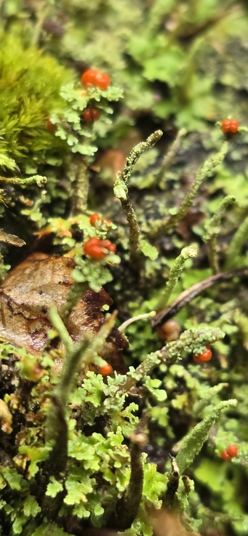 Cup Lichen photo 5
