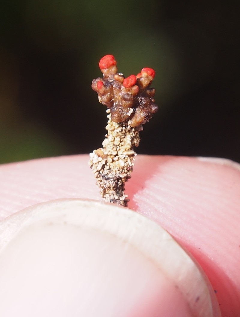 Cup Lichen photo 6