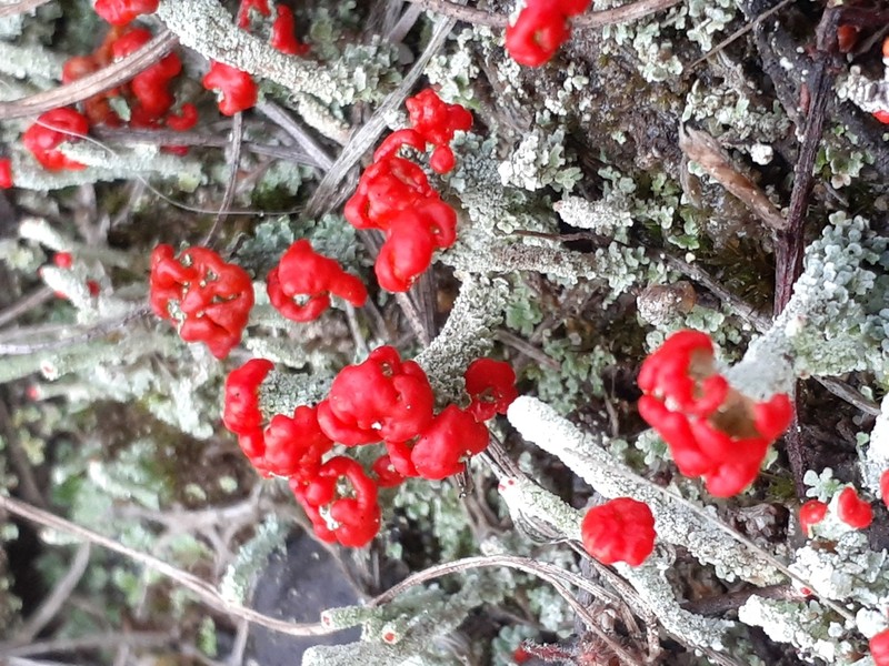 Cup Lichen photo 7