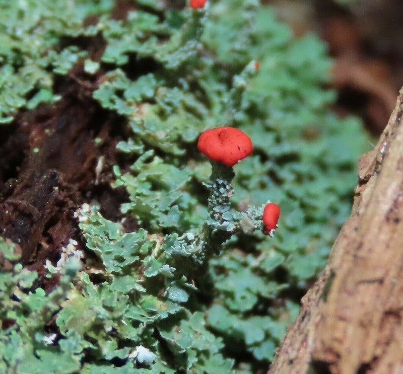 Cup Lichen photo 8