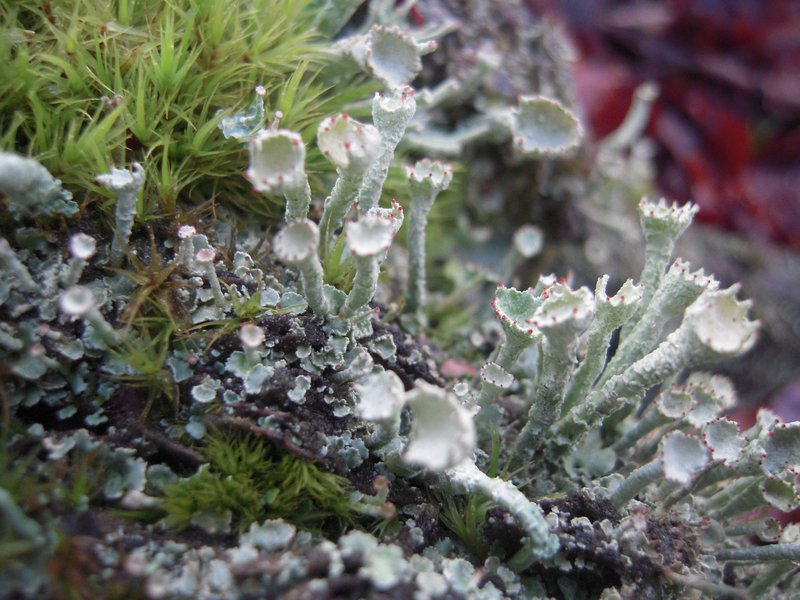 Finger Cup Lichen